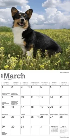 Calendars|Welsh Corgis 2026 Mini Wall Calendar