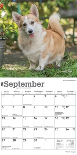 Calendars|Welsh Corgis 2026 Mini Wall Calendar